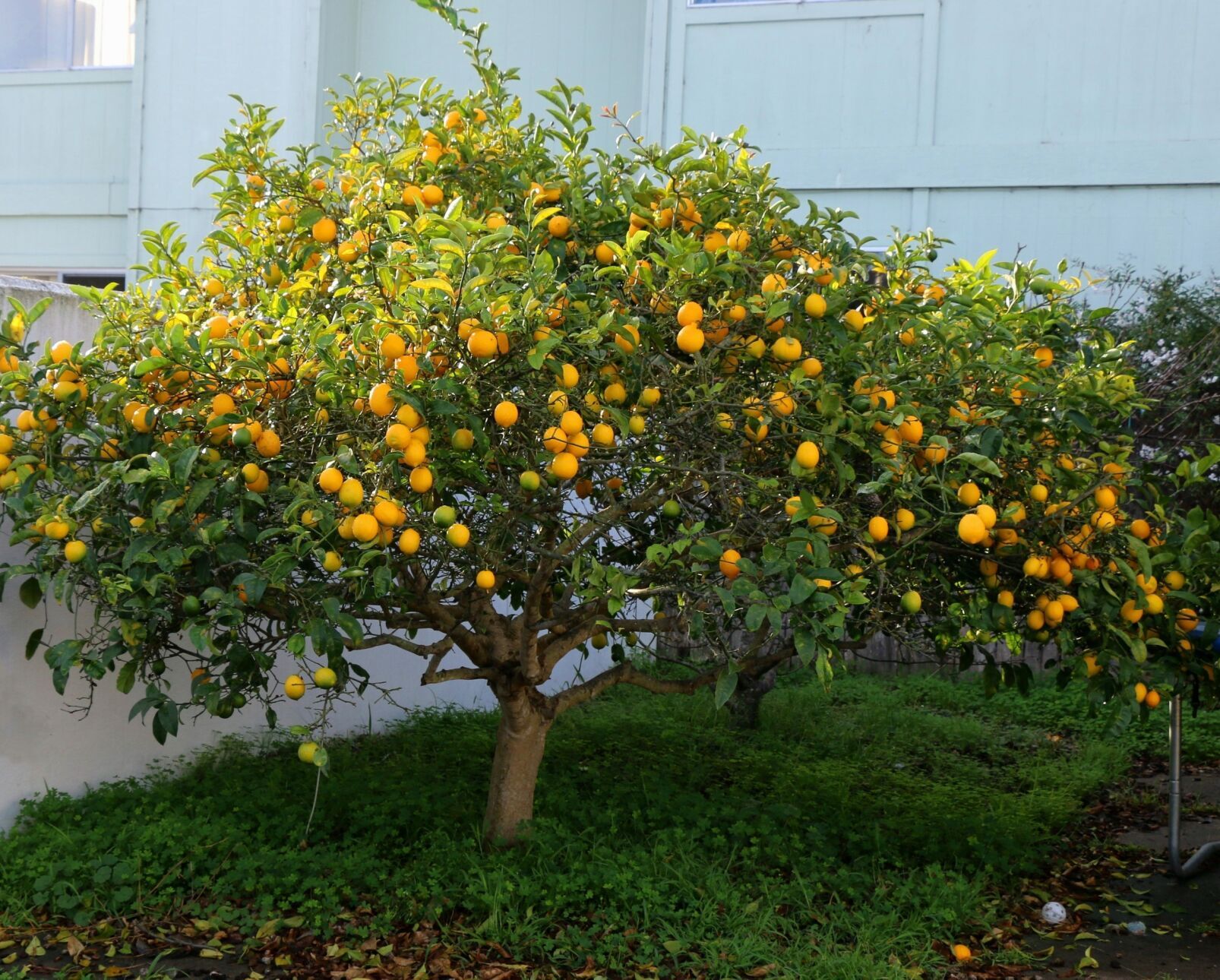 Master Gardeners of Napa County: All about Meyer lemons